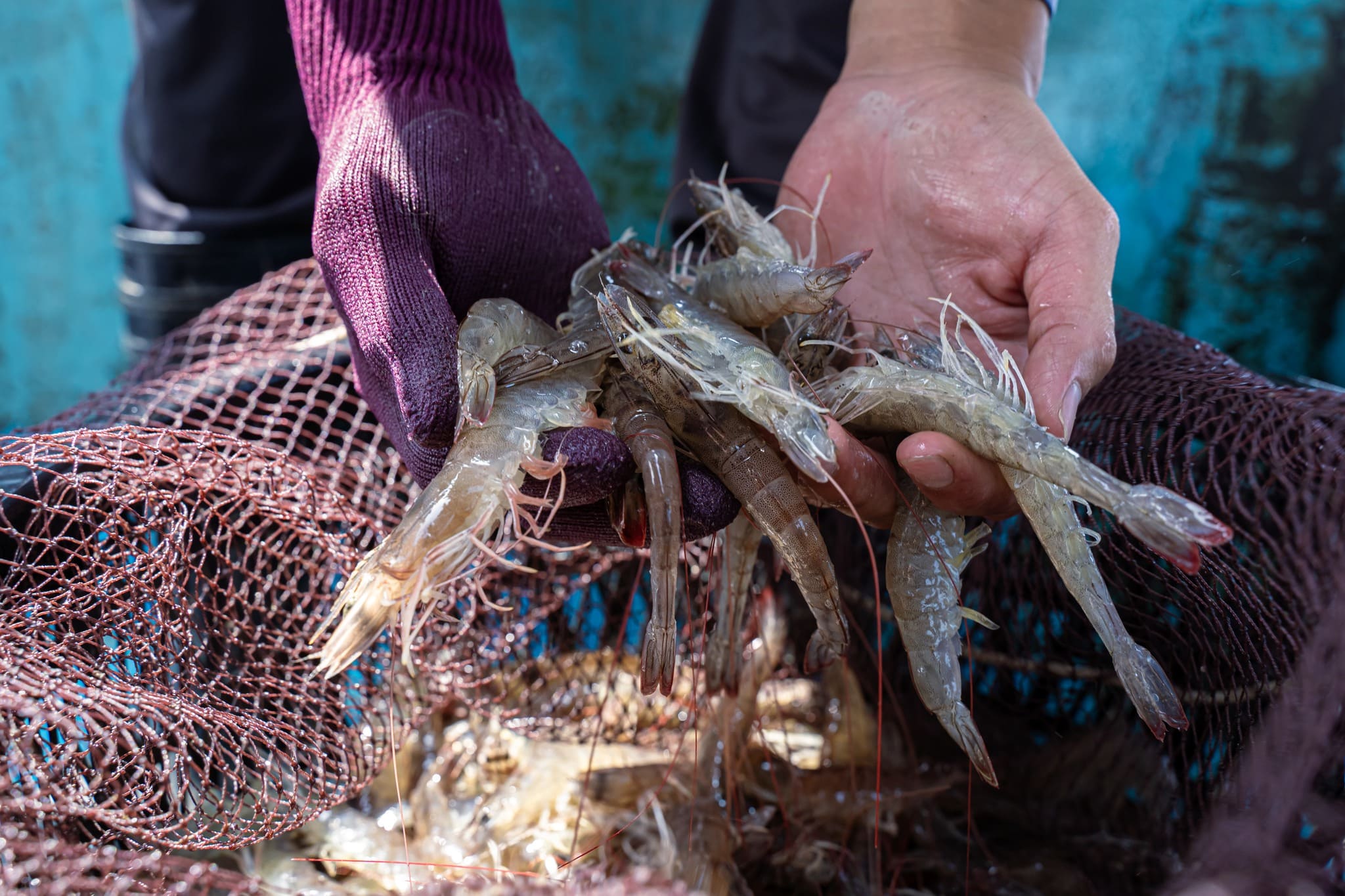 669a3fc816bf7090972925